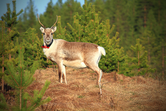 1120 - B - Reindeer II