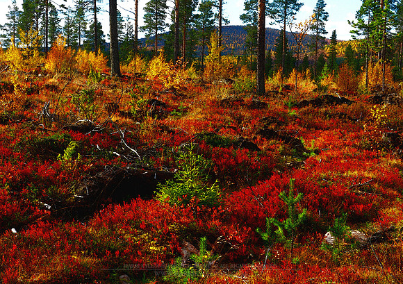 1024 - Ground colors