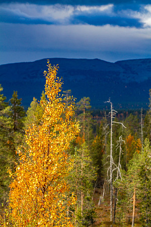 1896 - Autumn contrast