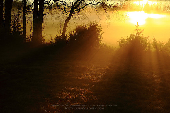 0046 - B - Beams of gold