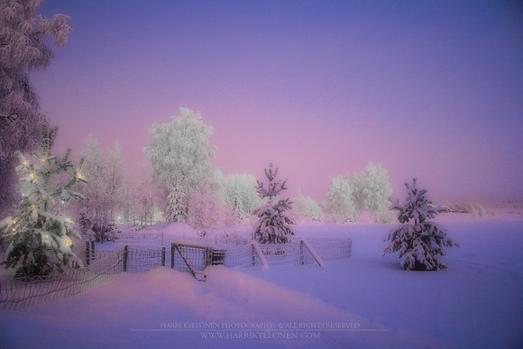 0141 - B - Purple day