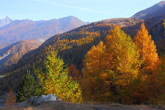 1178 - A - Mountain autumn colours III