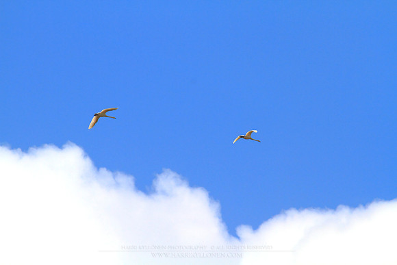 1159 - B - Swans and blue sky
