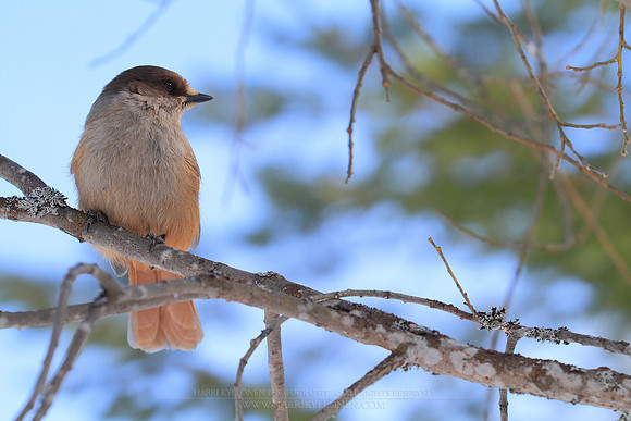 1247 - B - Siberian jay VI