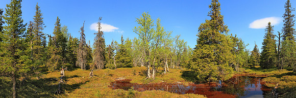0531 - A - Pond on Javarustunturi primeval forest - HD