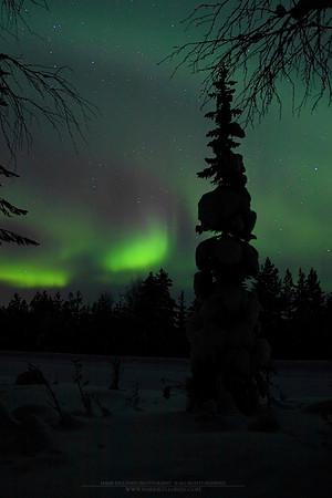 0256 - B - Spruce and auroras