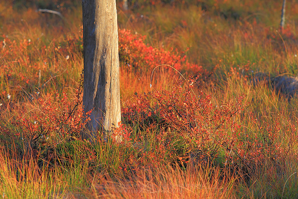 0974 - B - Ground colours and dead tree