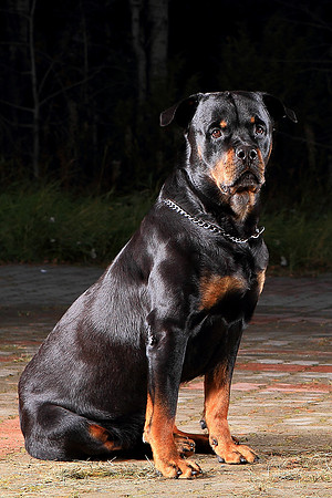 1074 - Rottweiler portrait