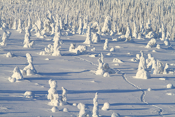 1169 - B - Winter trail