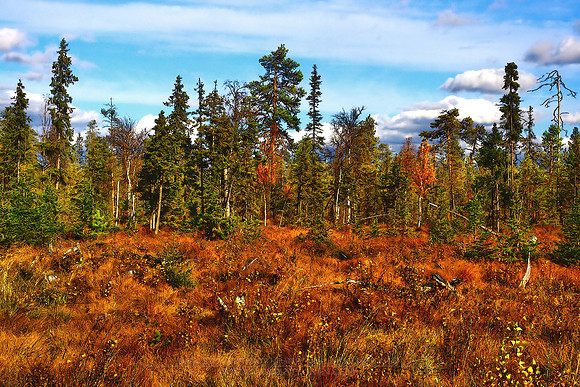 0272 - B - Forest side ll