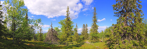 0670 - A - Dead tree II - HD
