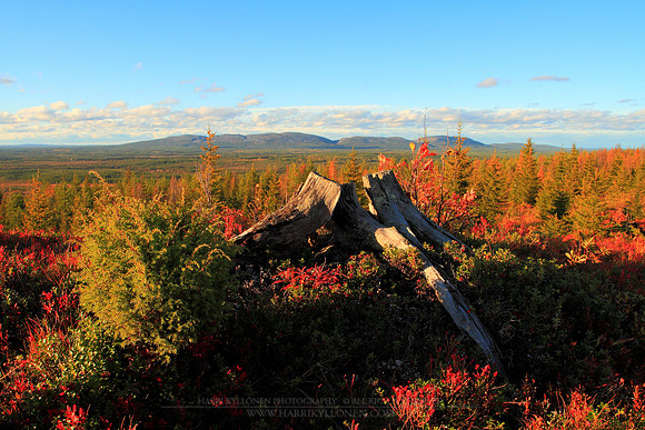 1144 - B - Stump