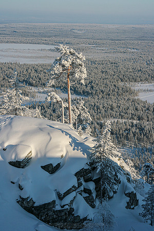1829 - Saunakuru tree at winter