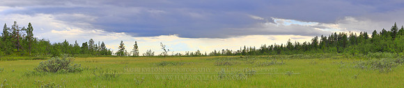 1713 - Paljasselkä meadow