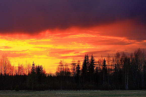 0031 - B - Trees under the sunset