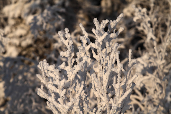 0741 - B - Frost shrub