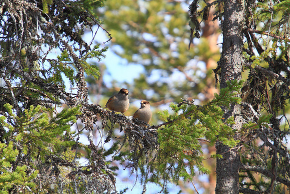 1218 - B - Siberian jays
