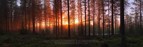 0650 - A - Sleeping forest - HD