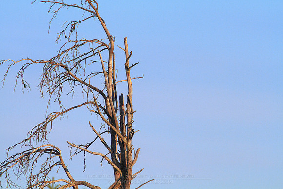 0971 - B - Great Spotted Woodpecker II