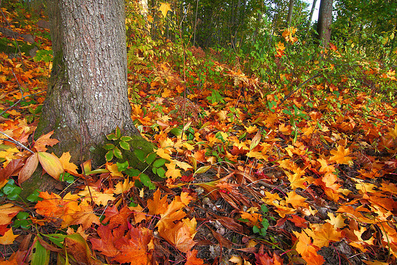 0284 - B - Autumn leaves