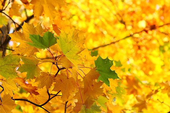 0281 - B - Autumn leaves