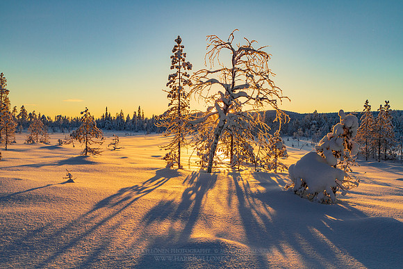 1810 - Warm winter light