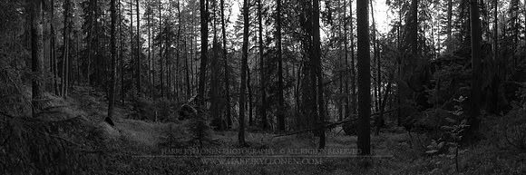0756 - A - Forest - MV - HD