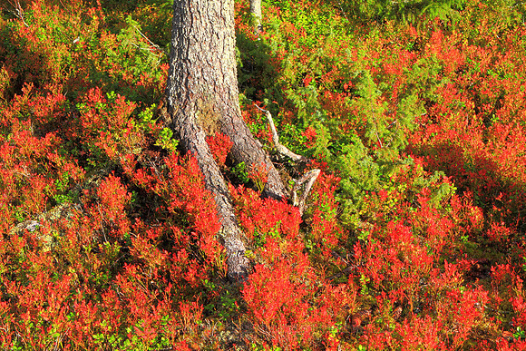 0640 - B - Root colors