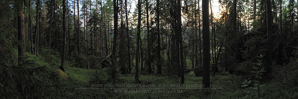 0755 - A - Forest - HD