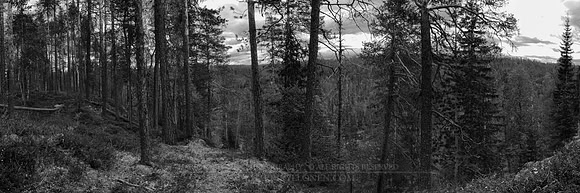 0565 - A - Forest and river b&w - HD