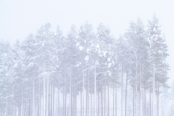 1809 - White forest