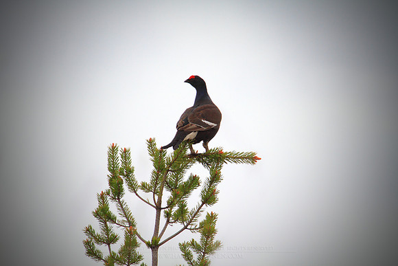 1225 - B - Black Grouse III