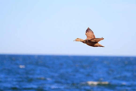 1438 - Eider fly-by