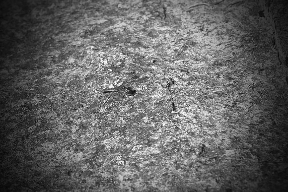0905 - B - Dragonfly
