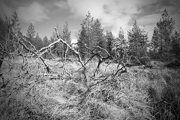 0842 - B - Branches