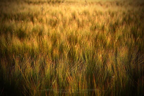 0812 - B - Barley field