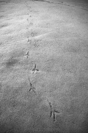 0944 - B - Bird tracks
