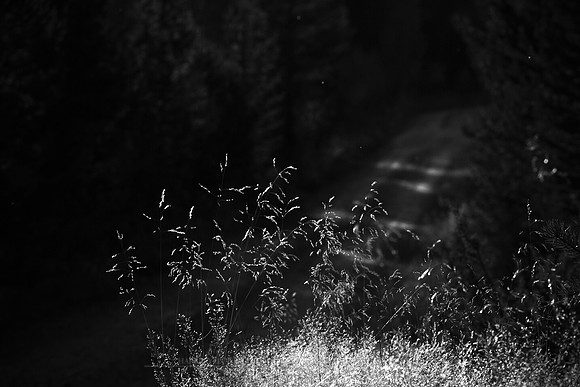 0913 - B - Hidden forest road bw
