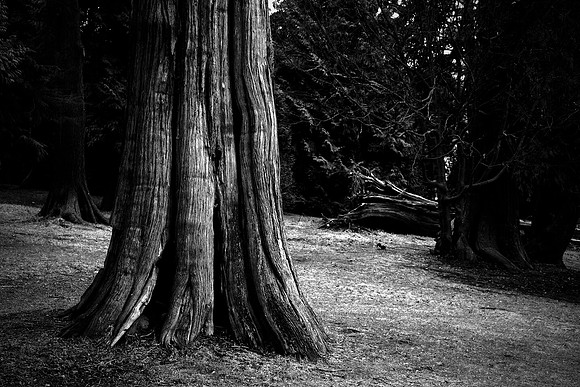 0793 - B - Old tree in Vancouver park
