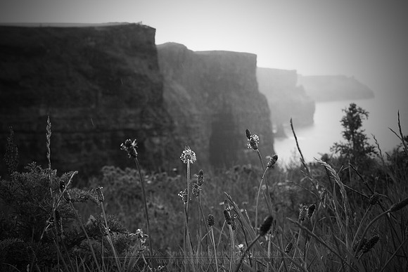 0775 - B - Flowers on Cliffs of Moher