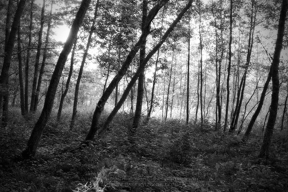 0911 - B - In a shelter of trees