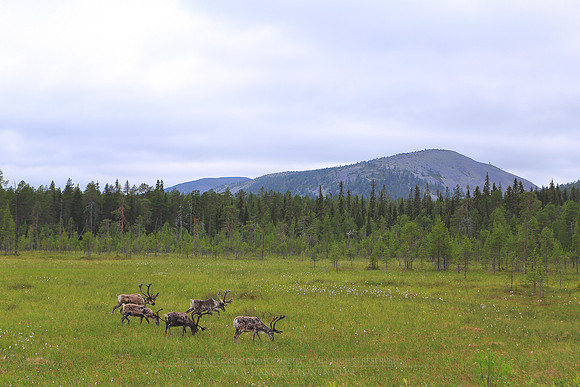 1478 - Reindeers eating in front of Pyhätunturi