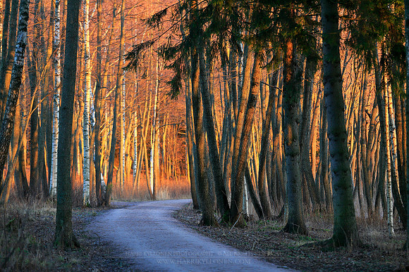 1439 - Evening path
