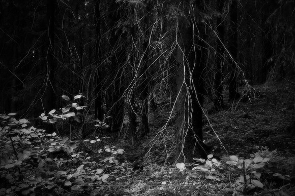 0949 - B - Dark forest