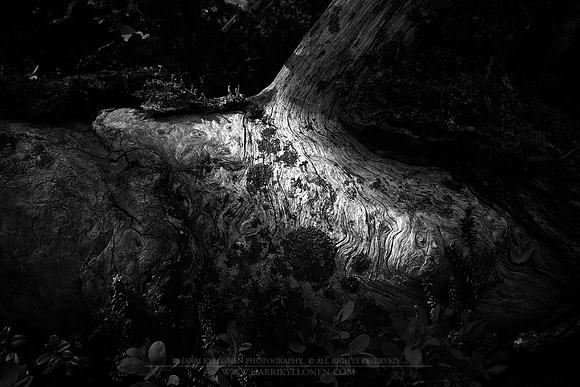 0896 - B - Light on wood texture