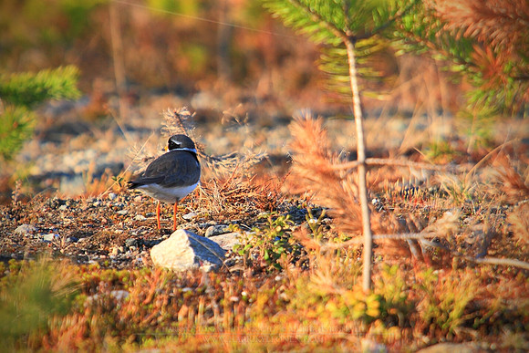 0882 - B - Common Ringed Plover