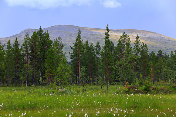 1433 - Cottongrass meadow