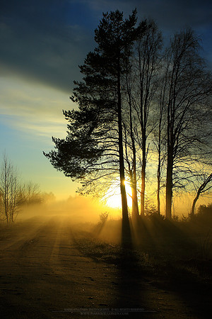 0769 - A - Golden mist III
