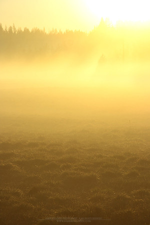 0767 - B - Golden mist