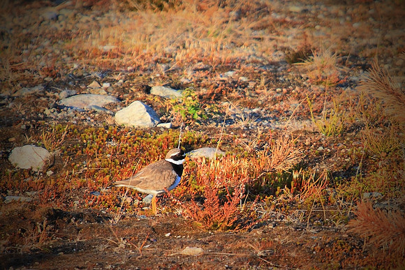 0881 - B - Common Ringed Plover III